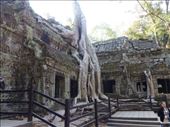 Trees overgrowing a 12th century Buddhist temple: by anijensen, Views[275]