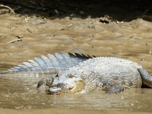 Nasty looking fellow, Brunei
