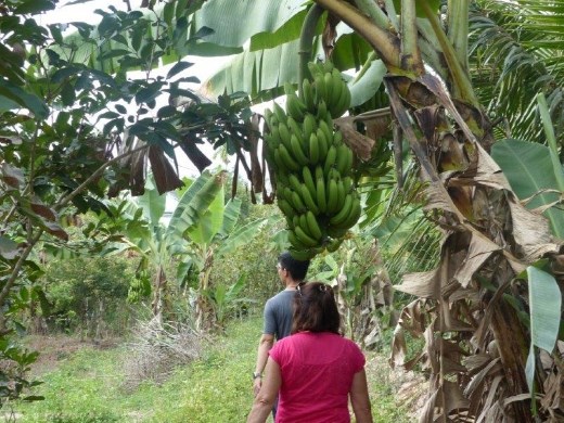 Walking on a footpath on an island in the Me Kong delta