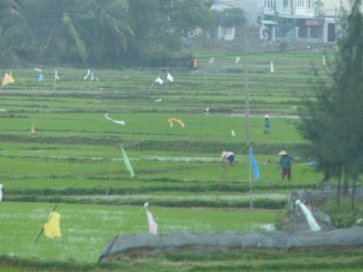 Rice paddies with scarecrows.  All labor is done by hand.