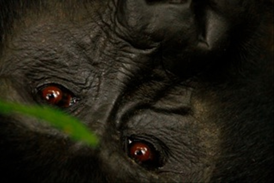 Hekima, The Wisdom in the eyes of Muyambi. 