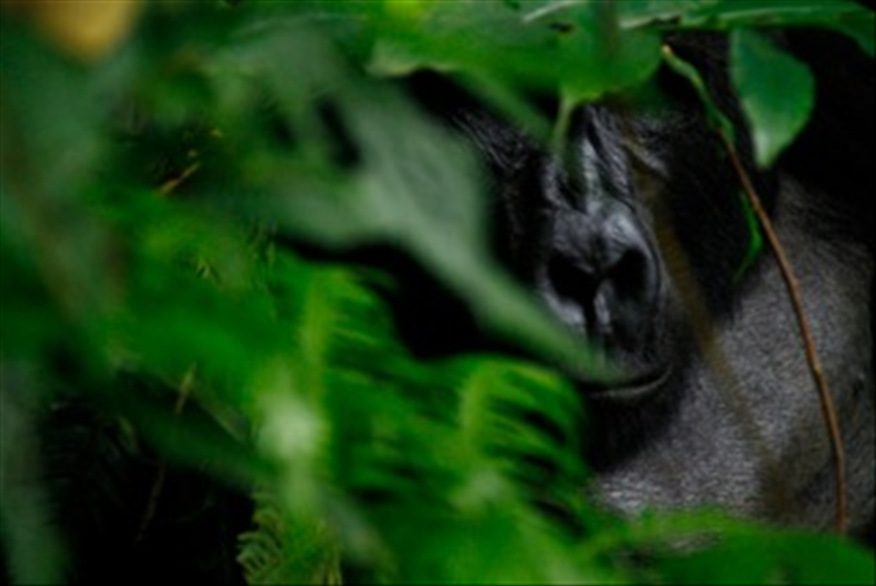 Kanyonyi in hiding, the leader of the Mubare family. A fully grown Silverback