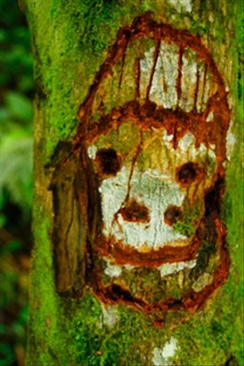 Markings on the trees indicate where Gorilla Families have made nests.