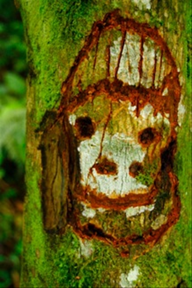 Markings on the trees indicate where Gorilla Families have made nests.