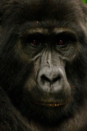 Kanyonyi in hiding, the leader of the Mubare family. A fully grown Silverback