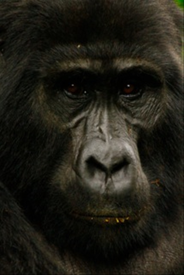 Kanyonyi in hiding, the leader of the Mubare family. A fully grown Silverback