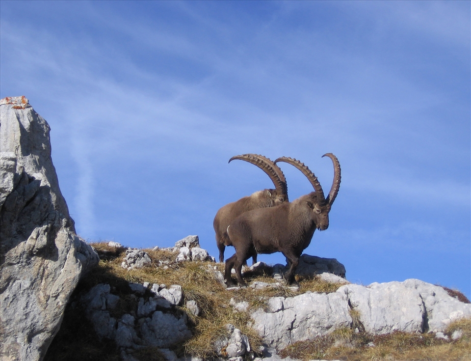 Relaxed, calm, interested, impressive - before, we could see a lot of them there...