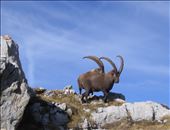 Relaxed, calm, interested, impressive - before, we could see a lot of them there...: by anirise, Views[281]