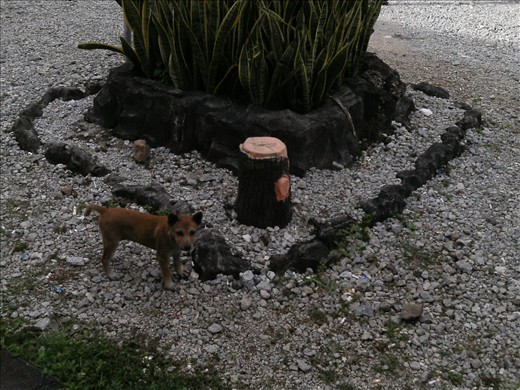 Cute dog ​​along my journey in West Sumatra.  This dog is very spoiled when there are people who see him.