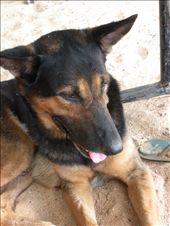Tippu the dog: by anishabangera, Views[396]