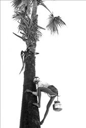 Long Leaps - for local moonshine drink made from fermented tree sap: by anishdua, Views[277]