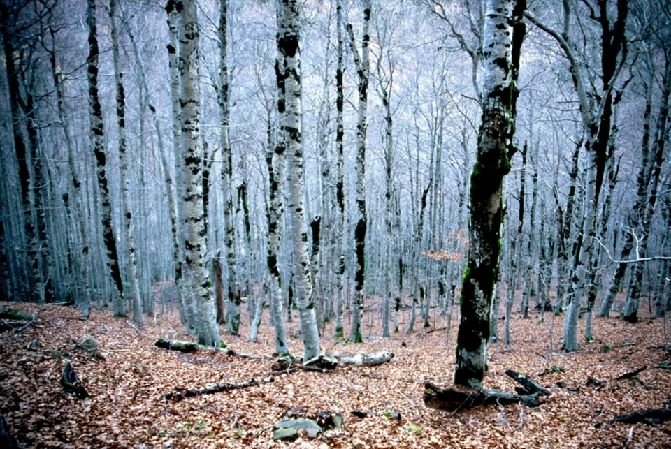 This was inside the forest of Ordesa National Park. i felt like i was in a dream so i had to take this picture so i could felt it was real.