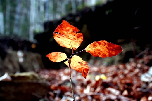 I was captured by this small fire, so i had to share this amazing autumm leaf.