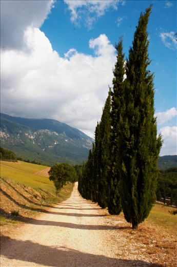 A perfect pathway of cypress trees near Roccascalegna, Italy.
