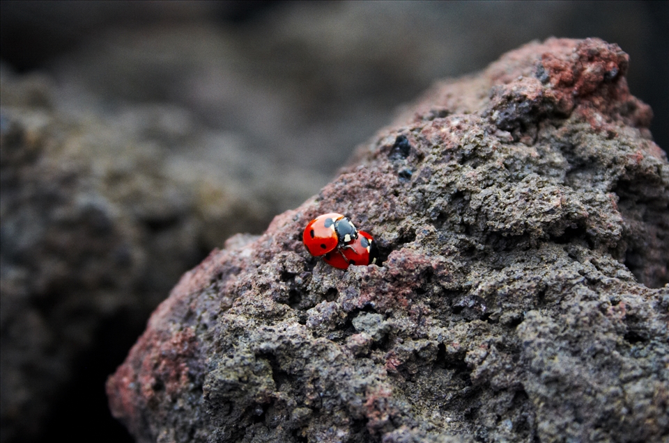 Ladybirds were all over the fertile volcanic land on Mt. Etna, Sicily.