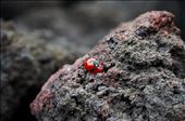 Ladybirds were all over the fertile volcanic land on Mt. Etna, Sicily.: by anitapineapple, Views[517]