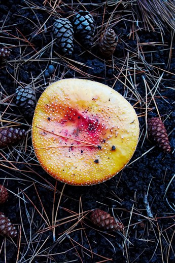 A bold splash of colour in a healing crater on Mt. Etna, Sicily.