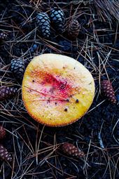 A bold splash of colour in a healing crater on Mt. Etna, Sicily.: by anitapineapple, Views[247]