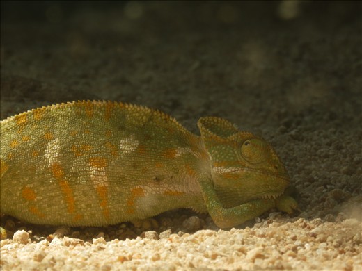 Instant moment caught in back yard 