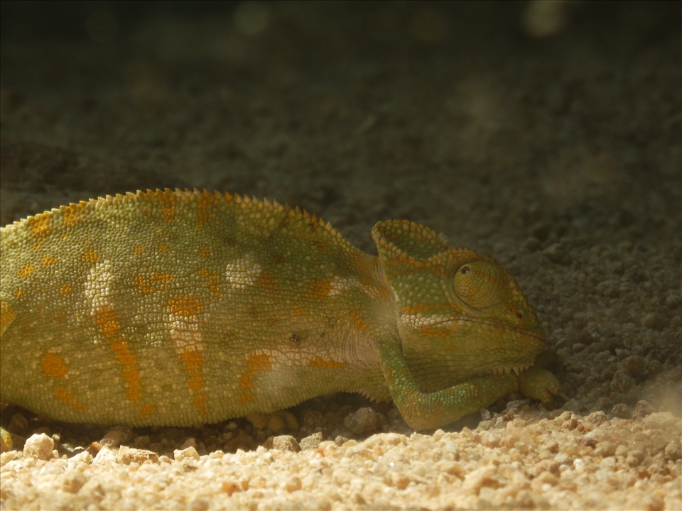 Instant moment caught in back yard 