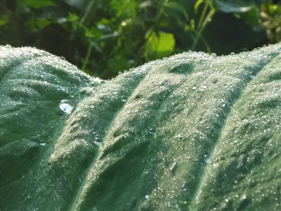 Fresh morning dew