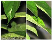 A little bit of rain: by ankitsingh, Views[290]