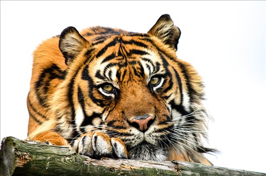 Sumatran Tiger