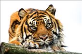 Sumatran Tiger: by anna3urnham, Views[221]