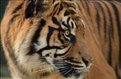 Hybrid Tigers: by anna3urnham, Views[231]