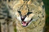 Serval: by anna3urnham, Views[292]