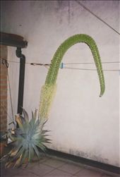 by annaadamo, Views[264]