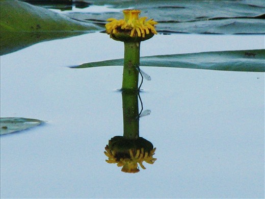 Lago di Garda, a flower in Garda lake (2010)