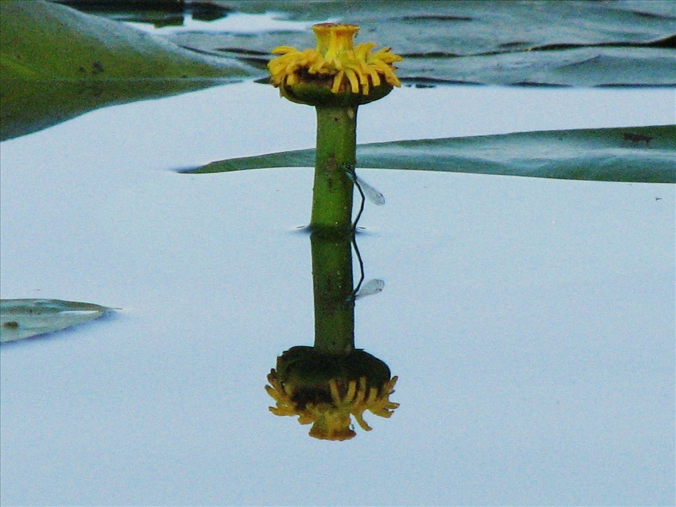 Lago di Garda, a flower in Garda lake (2010)