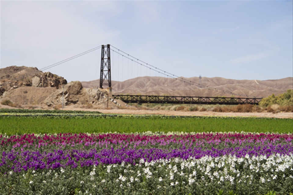 McPhaul Swinging Bridge, also known as the 'Bridge to nowhere, 'Yuma