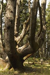 The old and magnificent Octopus Tree - Cape Meares, Oregon. Heritage listed and amazing to see!: by annacalvert, Views[821]