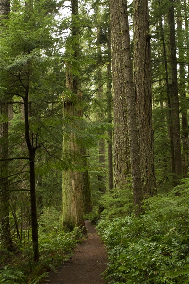 Silverfalls State park, Silverton which is near Salem, Oregon. A beautiful park with 10 waterfalls, many trails and stunning green forest to enjoy.