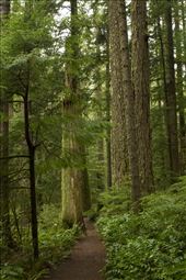 Silverfalls State park, Silverton which is near Salem, Oregon. A beautiful park with 10 waterfalls, many trails and stunning green forest to enjoy.: by annacalvert, Views[843]