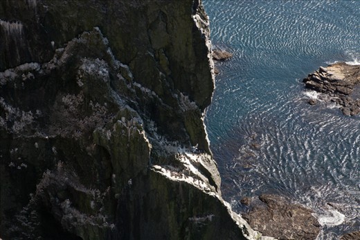 Iceland lies in the North Atlantic on the Mid-Atlantic Ridge. It is a place where ice meets fire - it is volcanic active and around 11% of the land is covered by glaciers. The volcanic ground offers hard life conditions. Most of the island is uninhabited. Iceland is the most sparsely populated country in Europe (with an average of around three inhabitants per square kilometre) and around one third of the population is living in the countries capital. Before human arrival the only mammal living on the island was the Arctic Fox.
An important part in animal life take birds. Although before human arrival to Iceland the island was extensively forested now the sight of a tree is rare. This is unfavourable for many bird species. But the long coastline offers a lot of space for breeding for many kinds of birds. The photography is taken at the Látrabjarg cliff, which at the highest point reaches 440m making it the highest cliff on Iceland.