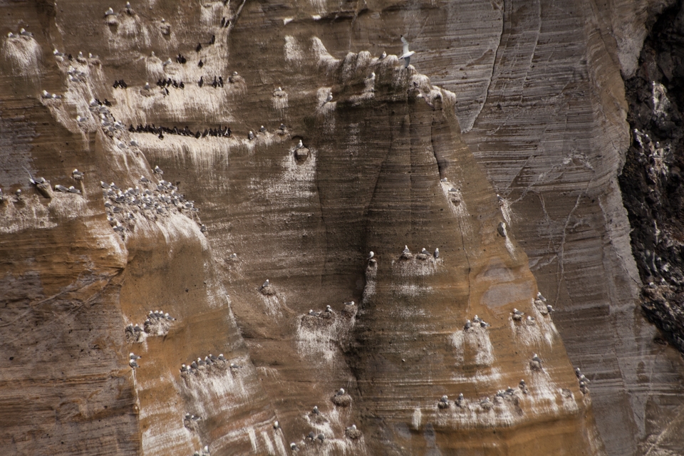 This photography was taken at the cliffs of the peninsula Snæfellsnes. It is full of nesting Kittiwakes, which belong to the gull family.
In the top left corner of the photo one can see a colony of an commonly met bird Auk (most probably Thin-billed Murre), which shares a lot of its looks and habits with penguins, although they are not related. Auks live on the open sea and only come to land for breeding on rocky cliff shores. 
The breeding birds leave white traces on a monotonic yellow-grey rocky surface adding structure and making it an unexpectedly an interesting sight.