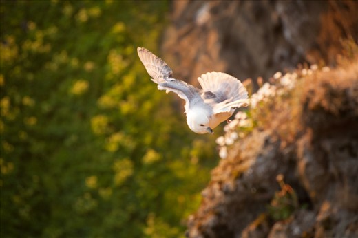 At the cliff Dyrhólaey the sun is soon reaching its lowest point hiding behind a nearby glacier. 
This Northern Fulmar was standing in a very strong wind near by the cliff observing. It was fascinating to watch the birds skill opposing the force of the wind.