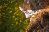 At the cliff Dyrhólaey the sun is soon reaching its lowest point hiding behind a nearby glacier. 
This Northern Fulmar was standing in a very strong wind near by the cliff observing. It was fascinating to watch the birds skill opposing the force of the wind.: by annadal, Views[352]