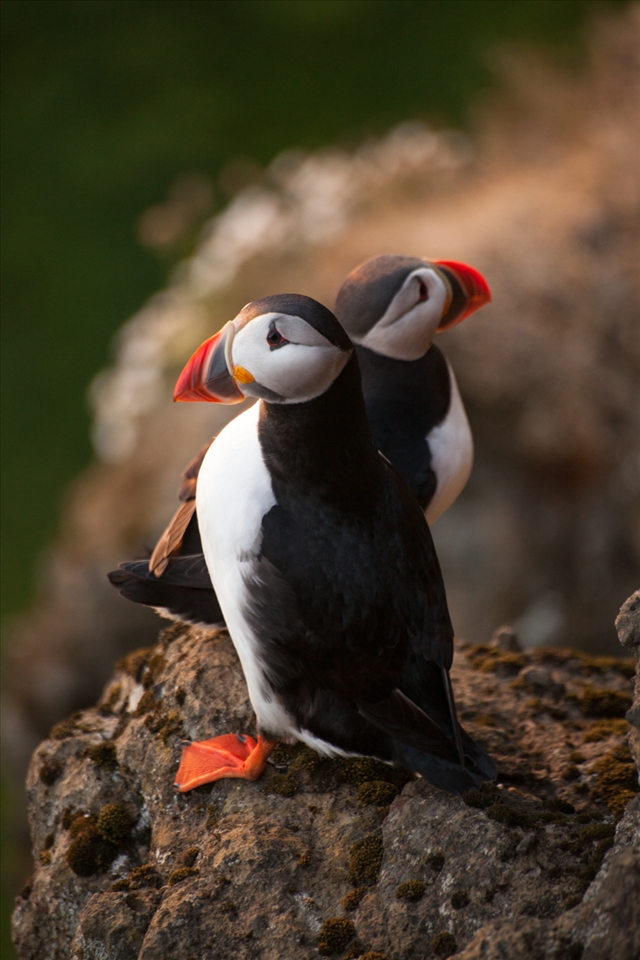 The same cliff is a home to another bird – the Atlantic Puffin. It is known for being a skilled diver being able to submerge even up to a minute. The legs are short and set well back on the body giving the bird its upright stance on land. 
The photo shows a male and female at the beginning of the breeding season. It is hard to decide the gender as there are no colouring differences between them.