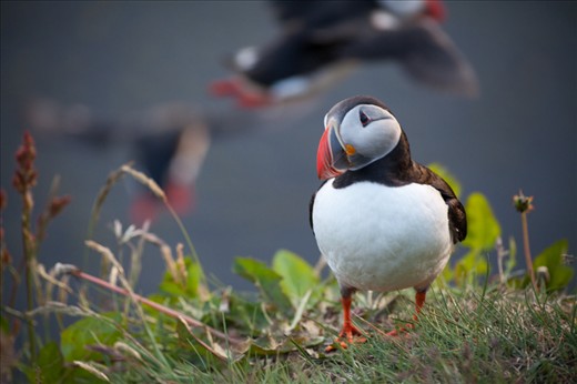 Puffins are busy preparing their breeding caves, although one of them stays curiously watching us as we take the photo. The bird is not endangered much by many terrestrial predators therefore it stays calm and fearless.