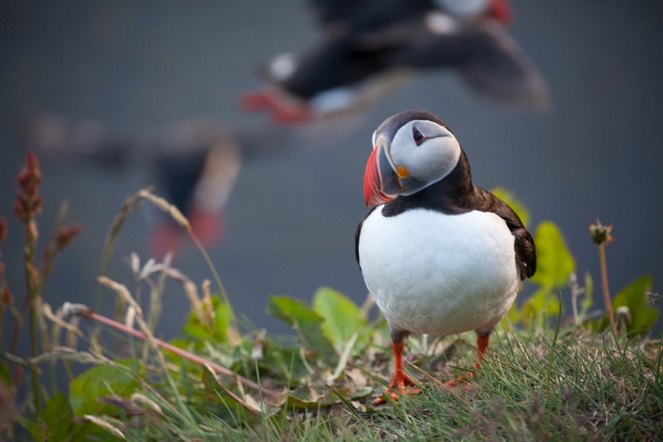 Puffins are busy preparing their breeding caves, although one of them stays curiously watching us as we take the photo. The bird is not endangered much by many terrestrial predators therefore it stays calm and fearless.