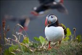 Puffins are busy preparing their breeding caves, although one of them stays curiously watching us as we take the photo. The bird is not endangered much by many terrestrial predators therefore it stays calm and fearless.: by annadal, Views[299]