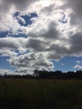 From Catlin County Park, IL : by annaedgren, Views[285]