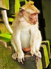 The Monkey Forest.: by annajandrin, Views[214]