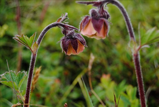 The fragility of Iceland’s unique ecosystems is reflected in the delicate and vulnerable flowers seen all across the country.