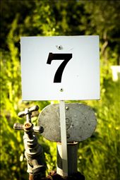 Welcome to the lot  #7, belonging to my late father who took great pride.: by annalaviolamilo, Views[286]