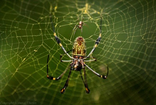 A golden orb weaver and her mate